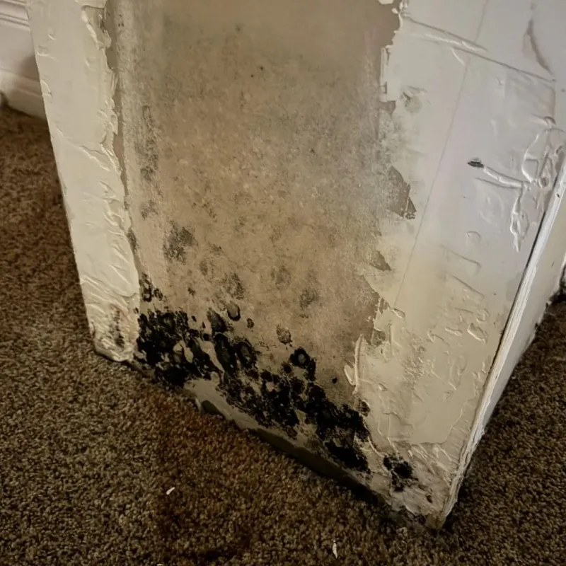 Professional Mold Removal in Orange, OH